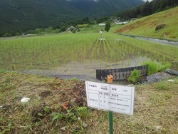 岐阜県 銀の朏(ぎんのみかづき) 3kg (目録)